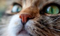 猫咪鼻子干燥、破裂？这些原因和治疗方法你需要知道