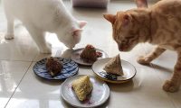猫咪可以吃粽子吗?