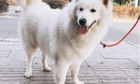 你觉得去宠物店给狗洗澡贵？而洗澡的人觉得给你狗洗澡要命