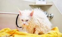 猫咪多久洗一次澡?帮猫咪洗澡需要注意些什么?