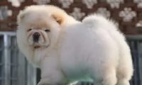 爱犬在宠物店洗澡后眼肿牙断 主人怀疑店员虐狗
