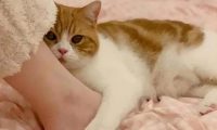 猫咪在人身上蹭来蹭去是什么意思