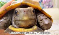 乌龟生病的预兆：如何判断乌龟是否生病了？
