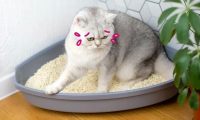猫尿道炎：症状、诊断和治疗