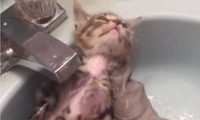 猫咪洗澡超哀怨 竟摆出一张生无可恋的脸