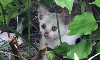 猫妈妈偷零食时被追赶,没能带走小猫,小猫却因一张照片被救了