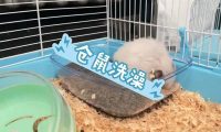 仓鼠可以用水洗澡吗