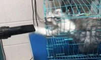 带猫咪去宠物店洗澡, 洗到一半老板郁闷了: 这只猫必须加钱