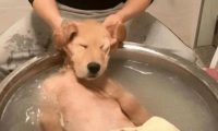 金毛享受按摩, 不给按摩就不洗澡, 主人也无可奈何!