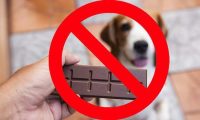 狗为什么不能吃巧克力