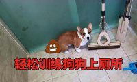 怎么训练幼犬大小便?