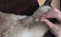 猫驱虫多久一次 体内体外