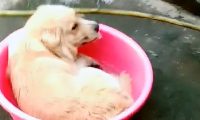 金毛卧躺在洗澡桶里，遭受了主人不法看待，确是一脸欢呼雀跃