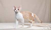 德文卷毛猫掉毛吗