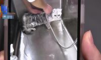 民生热点丨女子带宠物猫去洗澡,猫咪却意外死在烘干箱里