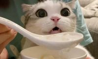 猫咪能喝酸奶吗