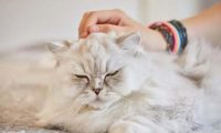 小猫掉毛的原因和解决方法