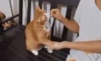 金毛做对动作就能获得零食，橘猫默默学会，成功得到主人的奖励