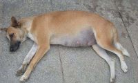 狗狗生产前的征兆