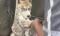 二哈去宠物店洗澡时，却一直盯住工作员：你这是啥目光啊？