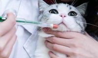 猫咪驱虫过量多久可以缓过来