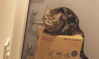 奴才在它面前吃“猫零食”，淡定喵秒发挥表情包实力：“偶买噶”