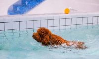 泰迪犬会学游泳吗？