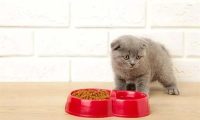 小奶猫吃什么食物比较好