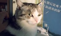 主人误食猫咪零食，结果上吐下泻身体虚脱，猫：本喵的东西也敢吃