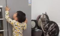 萌娃拿不到冰箱上的零食,指挥猫咪帮忙