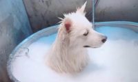 萨摩耶洗澡，主人：金箍戴上之后你再也不是个“凡人”