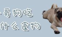 八哥狗吃什么食物