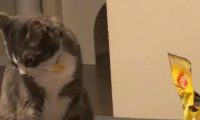 主人吃光零食一口都没给猫咪留，猫咪生气扭过头：本喵不喜欢你了
