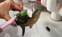 女子给乌龟洗澡，本来一脸好奇的乌龟，下一秒反应女子笑喷了