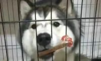 主人把零食粘在笼子上逗二哈，二哈啃得脸都酸了