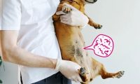 狗狗寄生虫:病因、症状和治疗方法