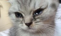 猫咪泪痕要怎么清理？猫咪泪痕清理小妙招
