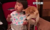 好有爱！柴犬想吃小主人零食：绝对不会伸爪抢，除非你主动给我