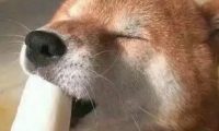 眼花缭乱！？养狗新手怎么选购宠物训练零食