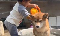狗女儿给柴犬洗澡时，女子瞥了眼狗狗后笑抽