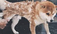 柴犬洗澡没忘记耍帅,谁抢镜头跟谁急,这一幕把人都逗翻了!