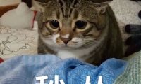 猫咪不爱喝水怎么办？14 个骗猫喝水小技巧