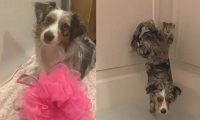 德牧犬反感洗澡的时候屁股湿掉，竟在浴盆里打开大绝技……