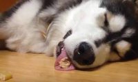 哈士奇在地板上睡的正香,主人拿零食往旁边一放,结果二哈这反应