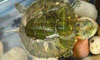 如何检查乌龟是否健康?其实在家就能给龟龟体检
