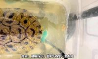 乌龟重度肠炎怎么治疗?看看这位博主的成功经验