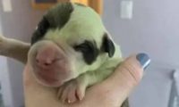 斗牛犬生下了8只狗崽,却有一只是绿色的,兽医:多洗澡就好了
