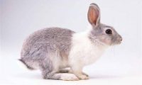 兔子的寿命有多长?正常的就这么几年