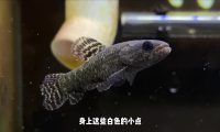 观赏鱼的绝症胡椒病：我的牙鱼“大牙”能否幸存？