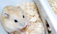 仓鼠会传染疾病吗?理论上来讲是有可能